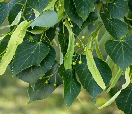 Linden tree branches with vibrant green leaves and small round seed buds.
