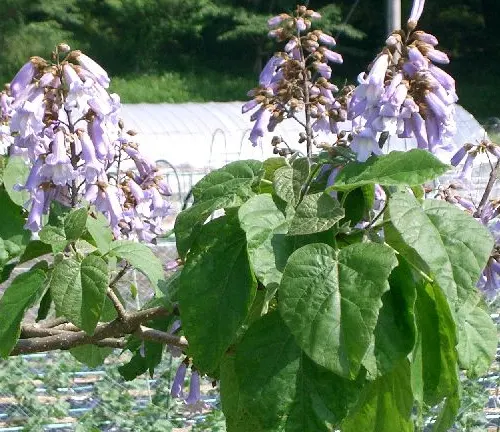 Purple wisteria flowers in bloom, hanging from a branch with green leaves, in a garden setting