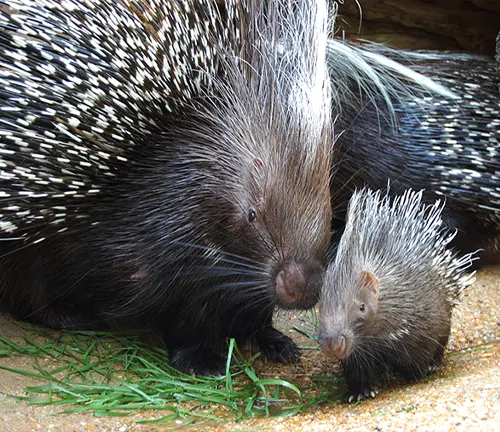 An Indian Porcupine with its baby, showcasing the "Indian Porcupine" Life Cycle.