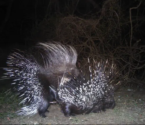 Two European porcupines fiercely battling each other in the darkness, showcasing their mating behavior.