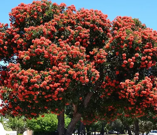 A tree with dense clusters of vibrant red flowers and dark green leaves, under a clear blue sky