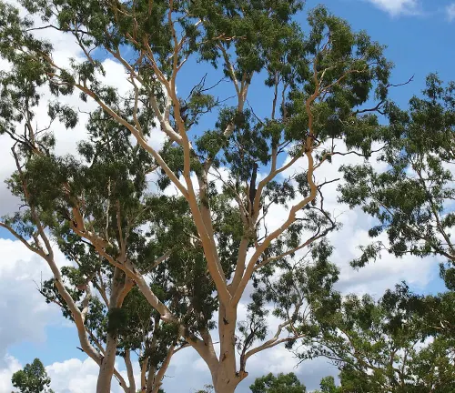 Cluster of eucalyptus trees with smooth, tan trunks and dense green foliage against a partly cloudy sky