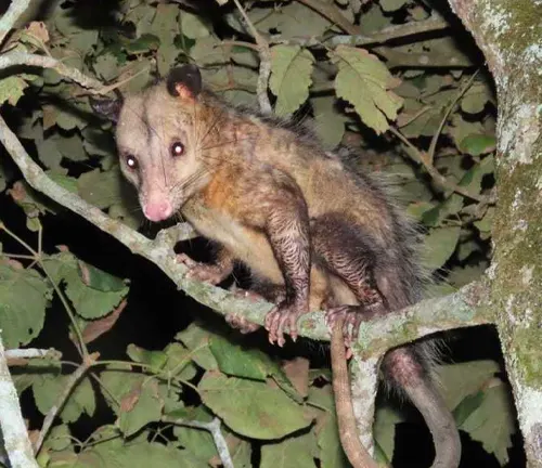 Southern Opossum: A nocturnal creature found in the southern regions. It displays nocturnal behavior.