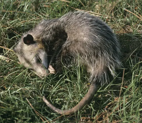 An opossum with black ears laying in the grass.