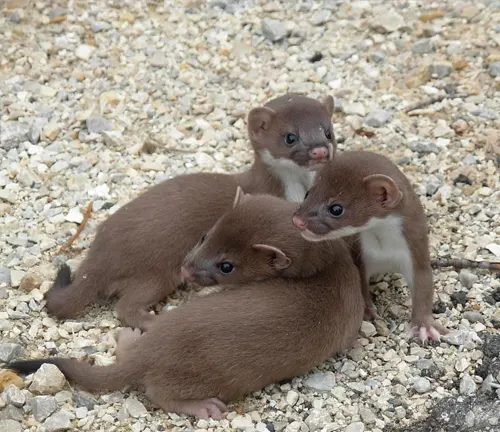 A Least Weasel's gestation period lasts around 34 days.