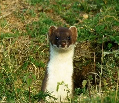 A stoat standing in the grass, showcasing its hunting techniques.