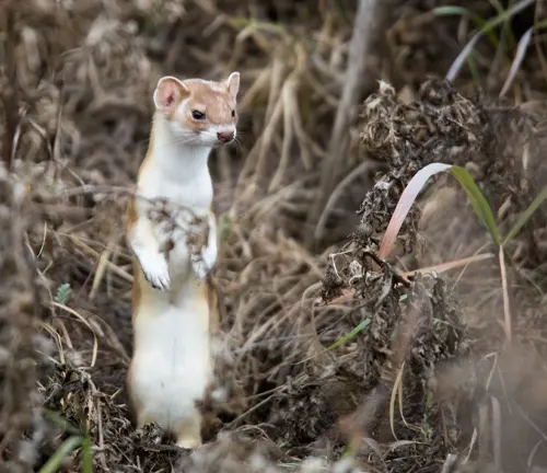A Long-tailed Weasel standing gracefully in the grass and weeds, showcasing its agile and nimble body.