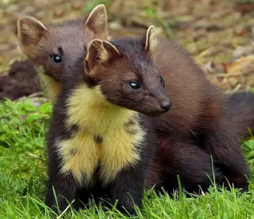 Two European Pine Martens sitting on grass together.