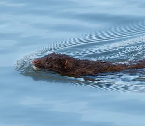 A brown American Mink swimming gracefully in the water, showcasing its impressive swimming ability.