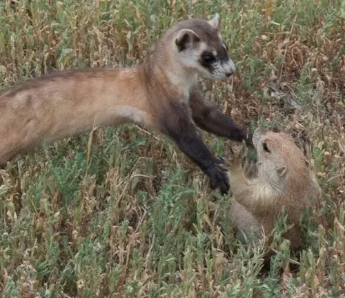 Two weasels engaged in a fierce battle amidst the grass, showcasing their natural habitat and feeding habits.
