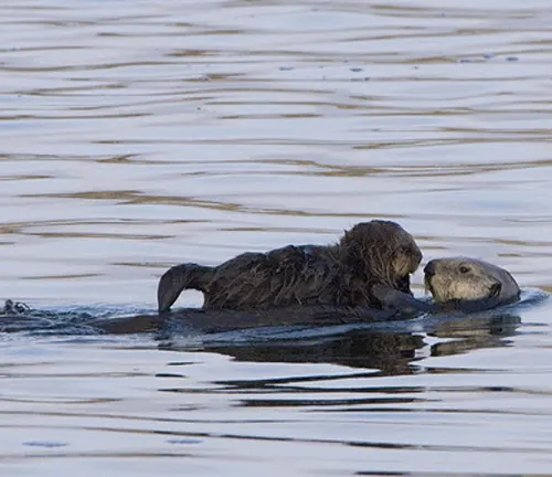 Adult sea otter swimming with its pup in the ocean.