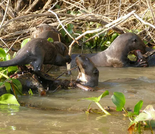 A family of Giant Otters swimming together in the water.