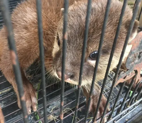 A captive Asian Small-clawed Otter, confined within a cage, surrounded by another cage.