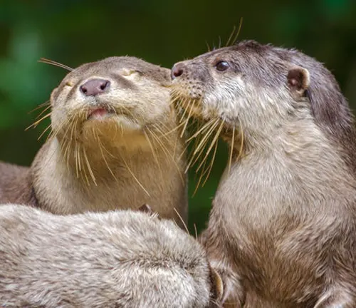 Two smooth-coated otters kissing in the wild, showcasing their affectionate behavior.