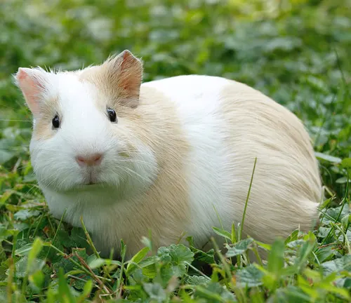 A guinea pig sitting in the grass, displaying typical "American Guinea Pig" behavioral traits.