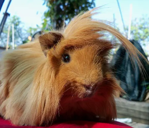 A Peruvian Guinea Pig with long hair sitting on a red blanket. Health Considerations for Peruvian Guinea Pigs.