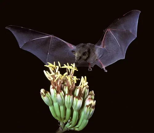 A Kitti's Hog-nosed bat flying over a flower with its wings spread.