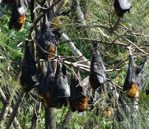 A colony of bats, known as "Flying Foxes", hanging upside down from a tree branch.