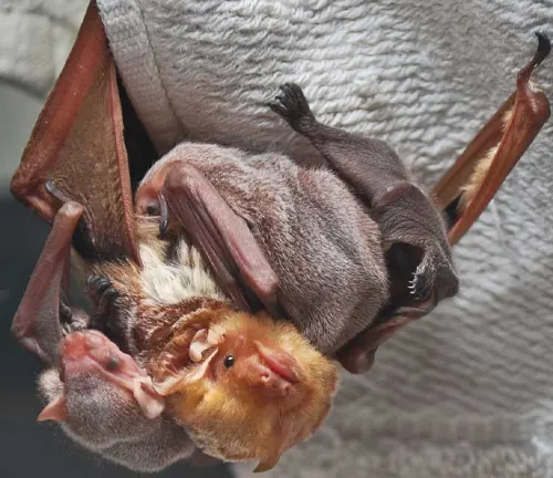 A big brown bat hanging upside down from a towel.