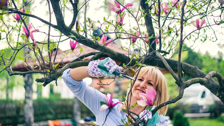 A smiling person with short blonde hair, wearing gardening gloves, tends to a magnolia tree with vibrant pink blossoms, symbolizing the joy of spring gardening.