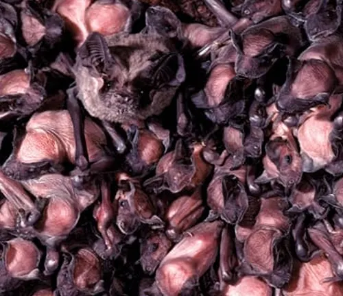 A stack of Mexican Free-tailed Bats, showcasing their unique behavior during gestation and birth.
