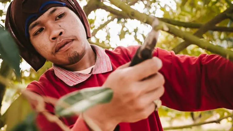 A focused farmer in a red shirt and headwear carefully pruning a durian tree, selecting branches to cut with a pair of gardening shears.