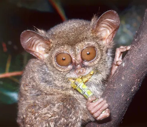 A small mammal, the tarsier, found in Indonesian rainforests. Image may depict a Philippine Tarsier, known for its unique diet and feeding habits.
