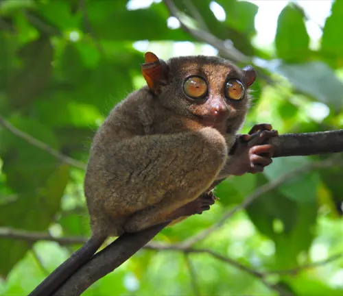 Western Tarsiers using vocalizations, body language, and scent marking for communication.