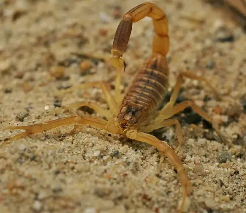 A scorpion crawling on sand, showcasing "Deathstalker" defense mechanisms.