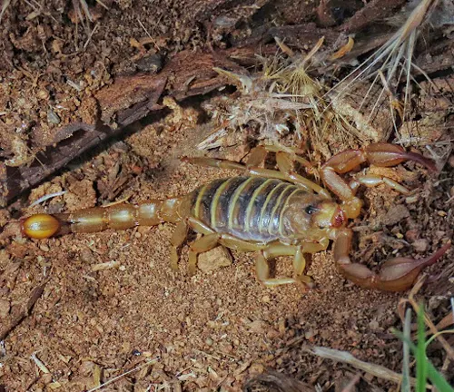 A scorpion crawling on the ground, part of the "Giant Hairy Scorpion" Reproduction exhibit.