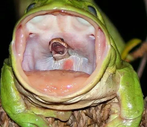 A tree frog with its mouth wide open, showcasing its feeding habits.