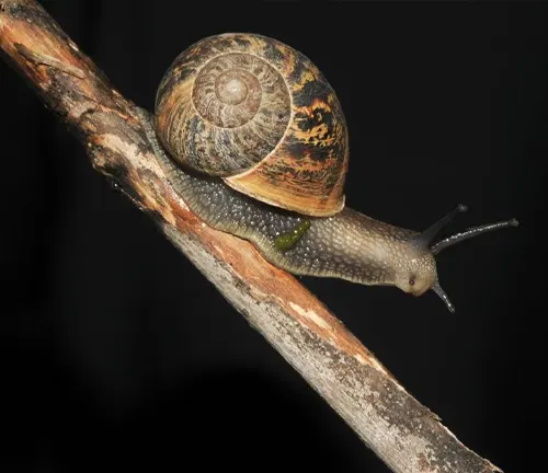 A Roman Snail crawling on a branch, showcasing its importance in the ecosystem.