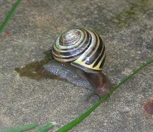 A brown-lipped snail slowly crawls on the ground near grass, showcasing its predators and defense mechanisms.