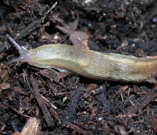 A "Gray Garden Slug" slowly crawls on the ground in the dirt, leaving a slimy trail behind.