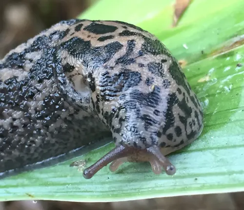 A leopard slug slowly crawls on a leaf, showcasing its unique pattern and texture.