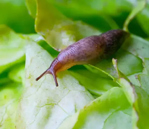 A "Greenhouse Slug" slowly crawls on a leaf.