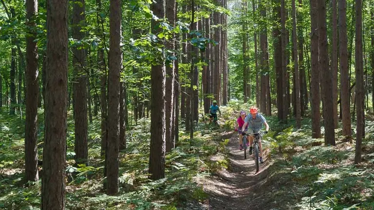 A trio of cyclists rides along a narrow dirt trail through a serene, sun-dappled forest.
