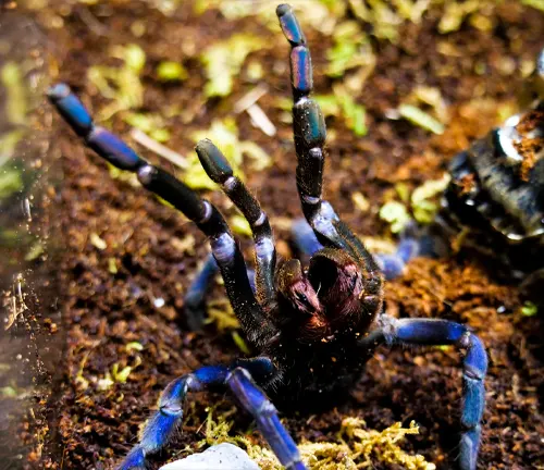 A cobalt blue tarantula with legs spread out, showcasing its vibrant blue color.