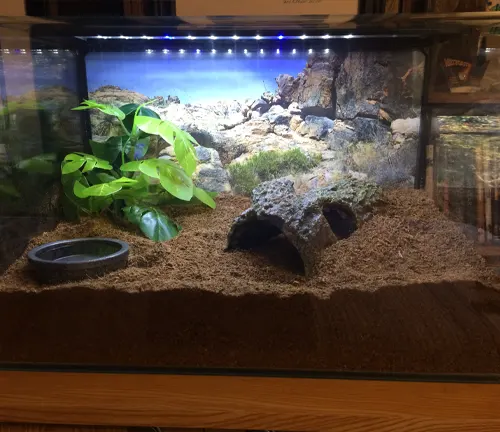  A small aquarium with plants and rocks, designed for a Mexican Red Knee Tarantula enclosure setup.