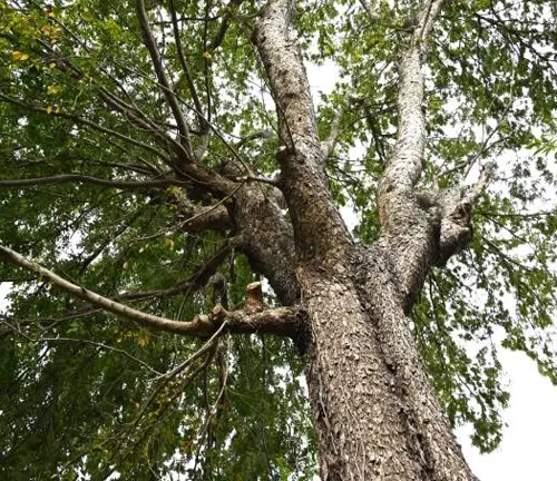 Upward view of a mature tree with textured bark and leafy branches