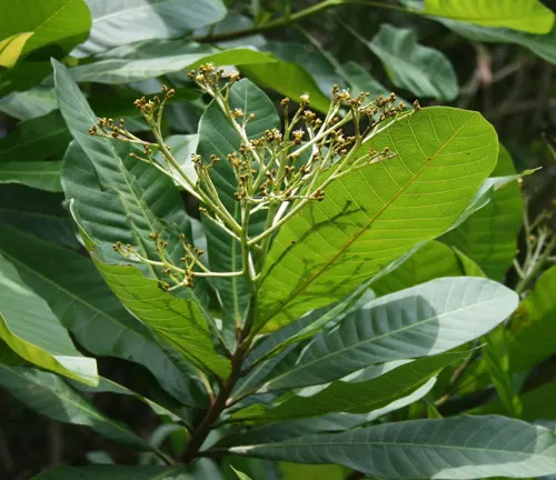 Tropical plant with broad leaves and clusters of small buds