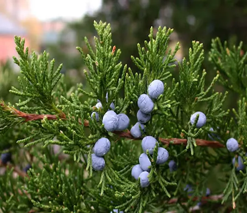 Conifer branch with green needles and blue juniper berries.