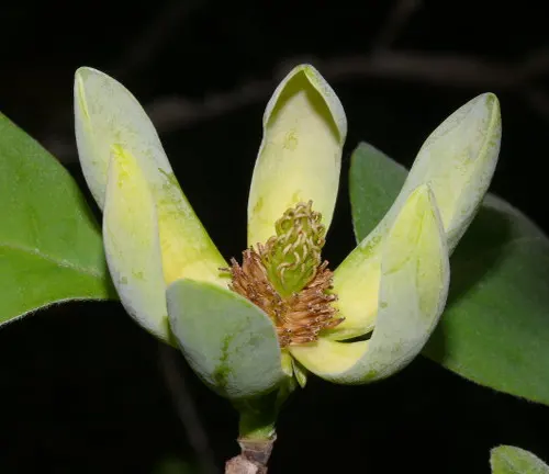 Budding magnolia flower with partially open petals.