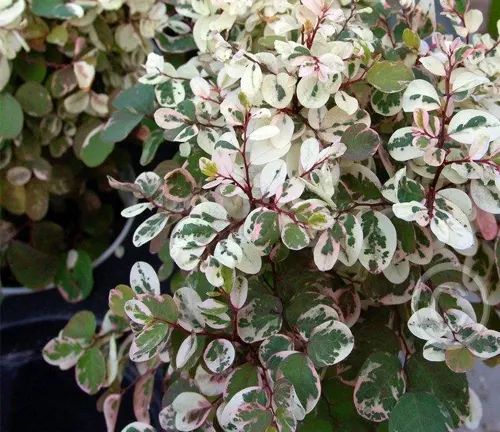 Variegated shrub with green, white, and pink leaves