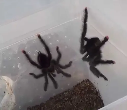 Two Pink Toe Tarantulas in a plastic container.