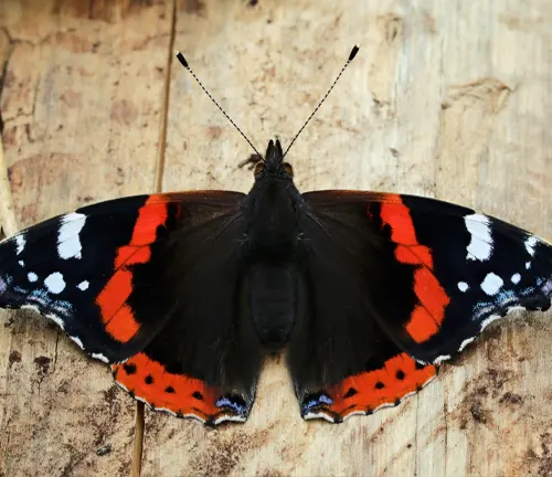 Adult Red Admiral Butterfly perched on a flower, displaying vibrant red and black wings with white spots.