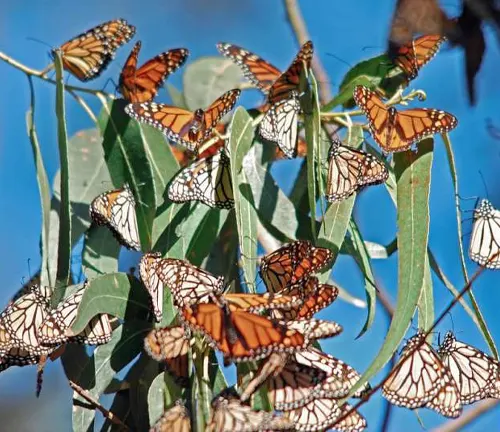 A group of Painted lady butterflies perched on a branch during their migration.