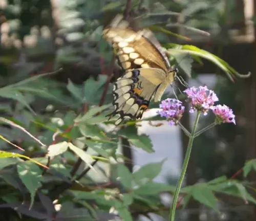 A beautiful Giant Swallowtail Butterfly perched on a flower, showcasing the importance of pollination in nature.