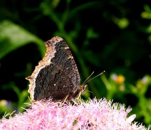 "Close-up of a Mourning Cloak Butterfly with dark brown wings and yellow edges."