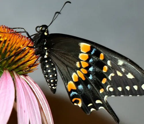 A black and yellow butterfly perched on a pink flower. It is an adult stage "Black Swallowtail Butterfly".